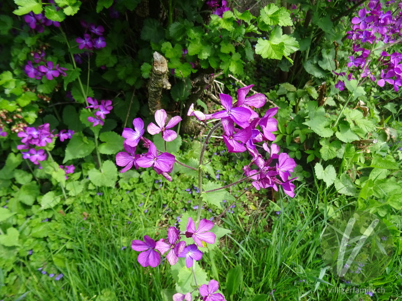 Garten-Mondviole: Übersicht